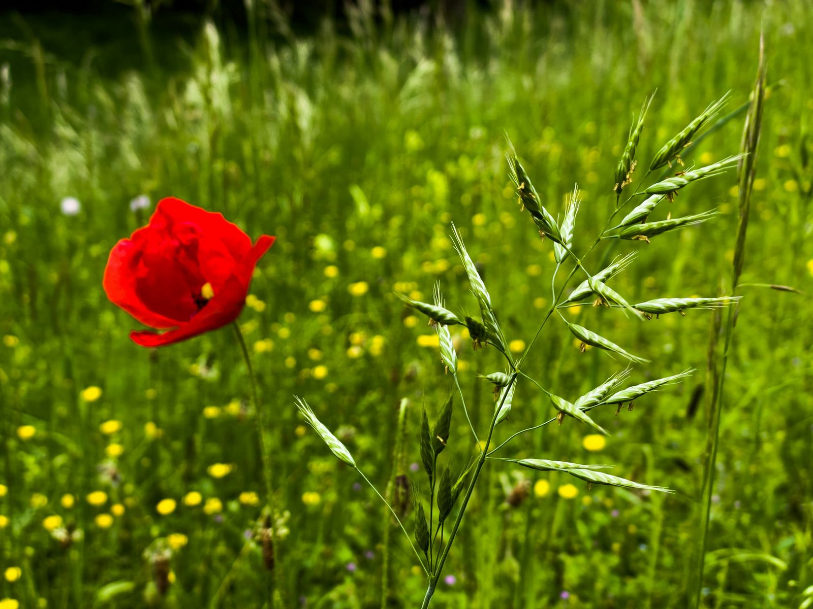 Eine leuchtend rote Mohnblume in einer grünen Sommerwiese mit Gräsern und gelben Blüten; unter der Simulation verschmilzt das Rot fast mit dem Grün und die Blume hebt sich kaum noch ab.